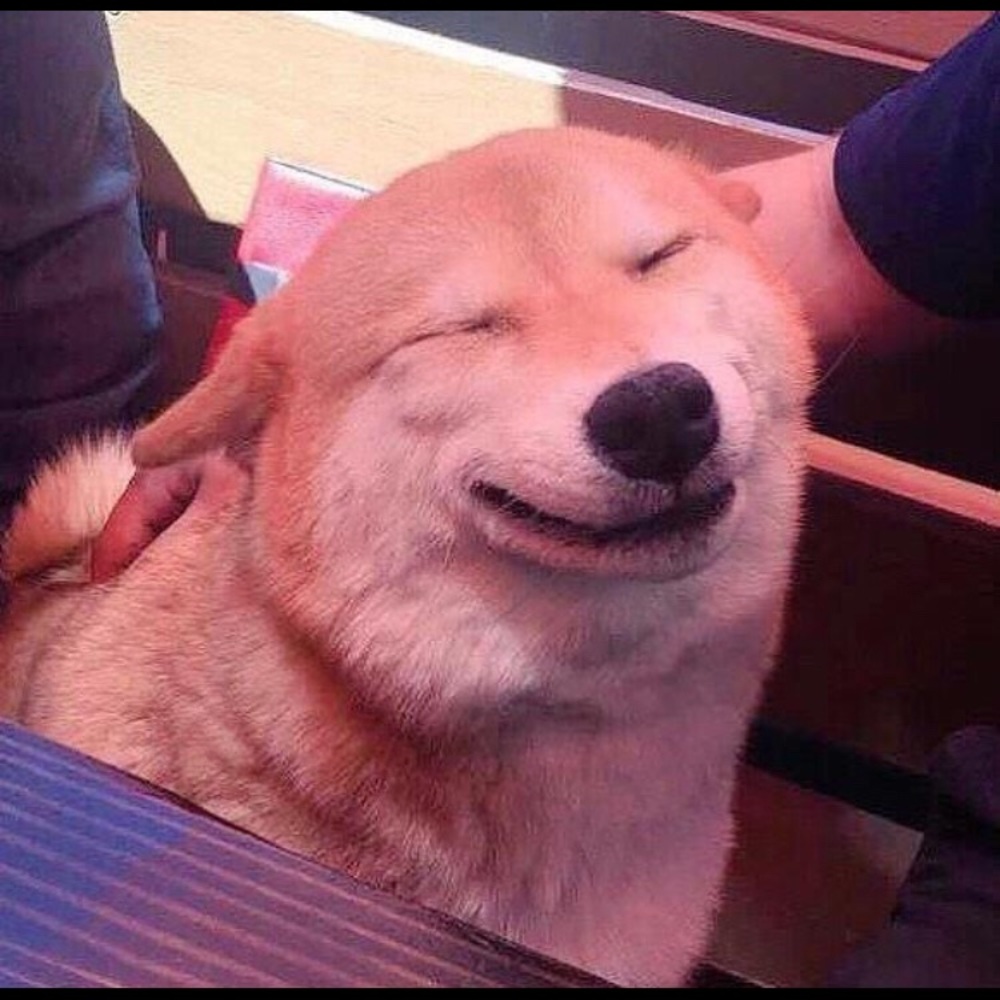 Meet your Posher, Lyla